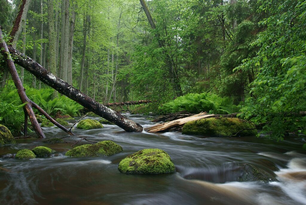 The Power of Green Spaces